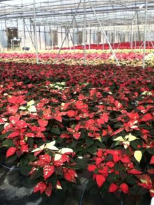 Brafford Greehouse Poinsettias, Concord, NC